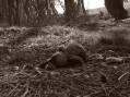 Filename=Mrtvy_Zajko.jpg
Filesize=195KiB
Dimensions=751x563
Date added=Mar 29, 2007 Mrtvy_Zajko.jpg